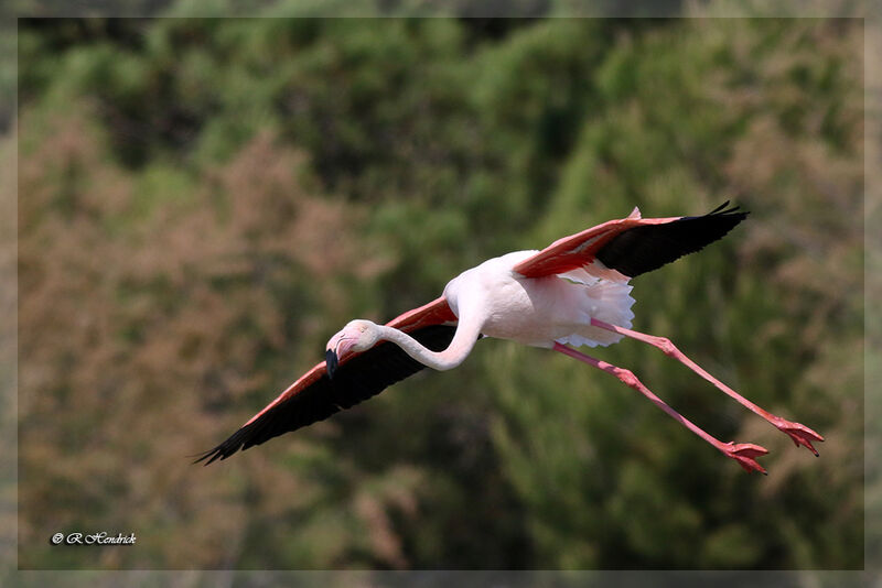 Flamant rose