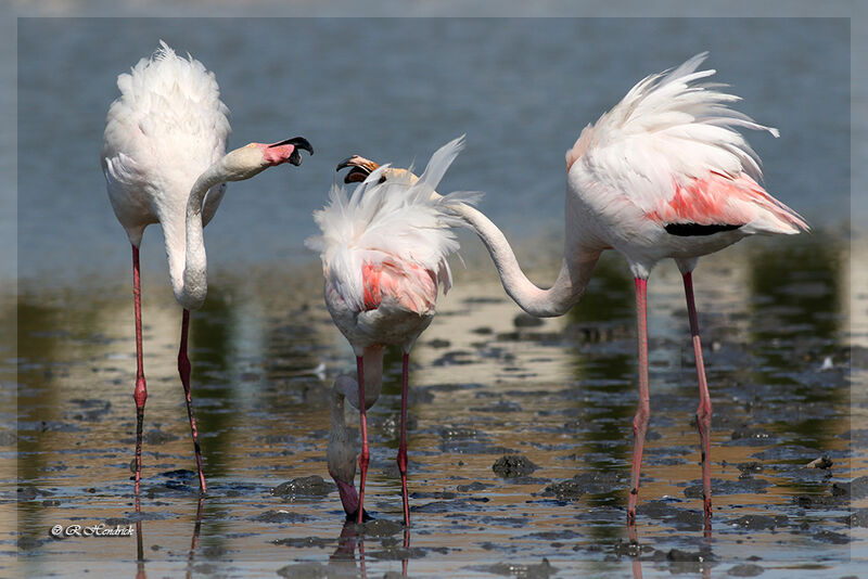 Greater Flamingo