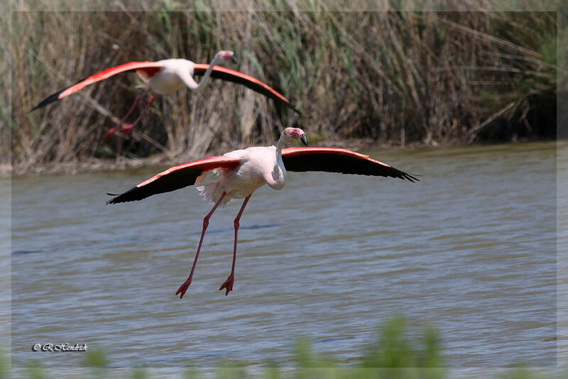 Flamant rose