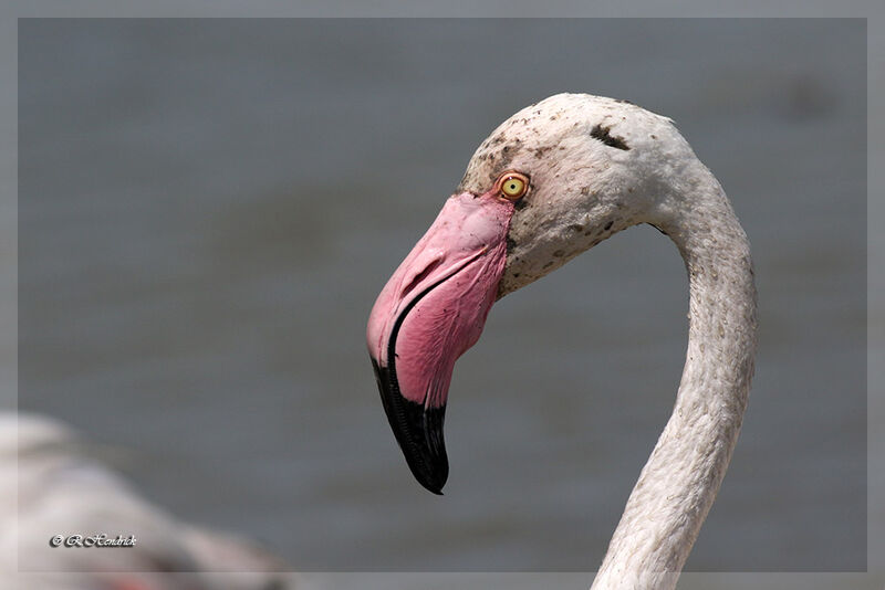 Flamant rose