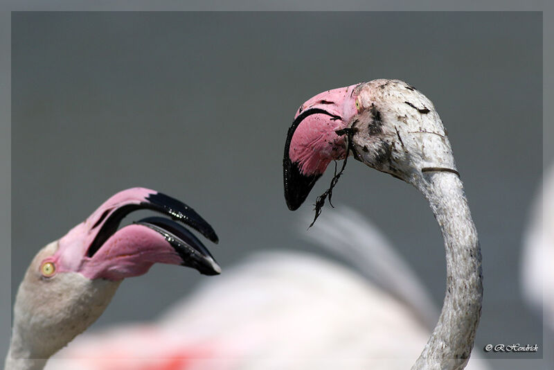 Flamant rose