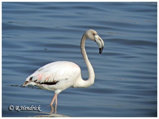 Greater Flamingo