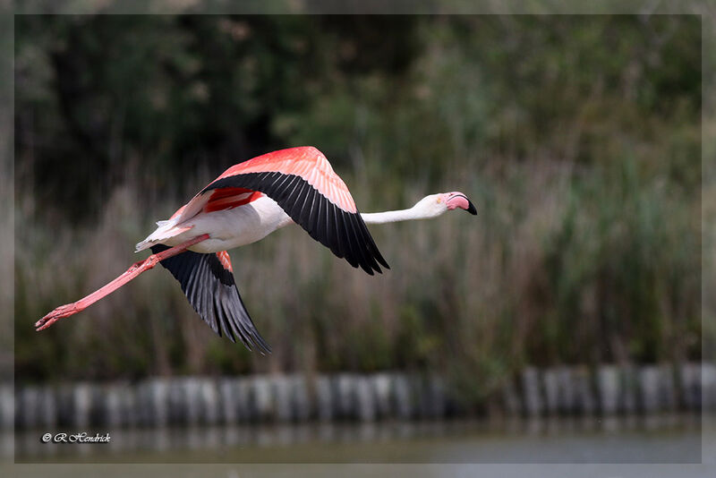 Flamant rose