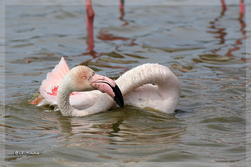 Flamant rose