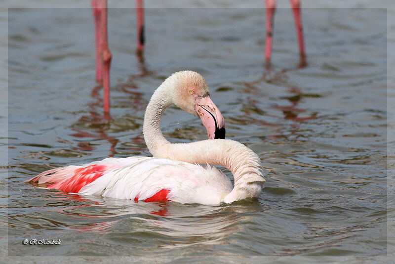 Flamant rose