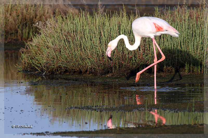 Flamant rose