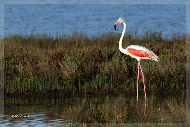 Flamant rose