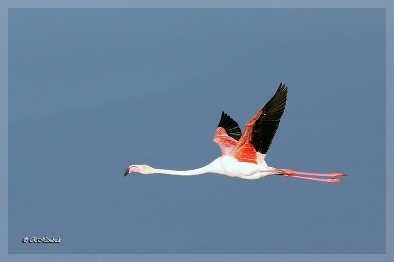 Flamant rose