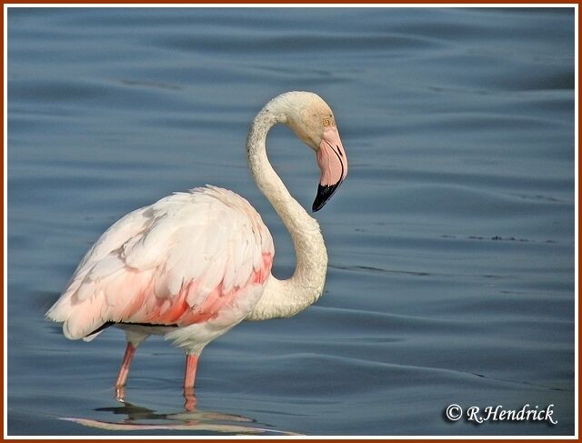 Flamant rose