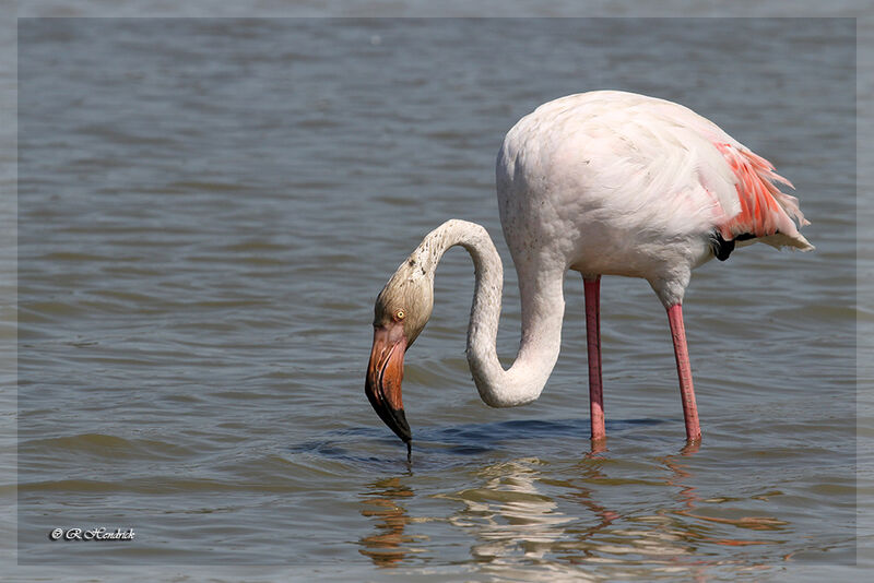 Flamant rose