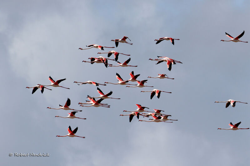 Greater Flamingo