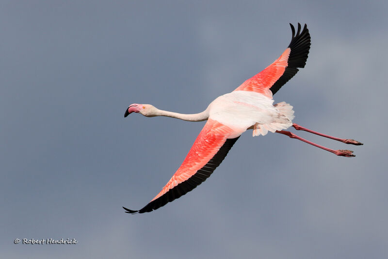 Greater Flamingo