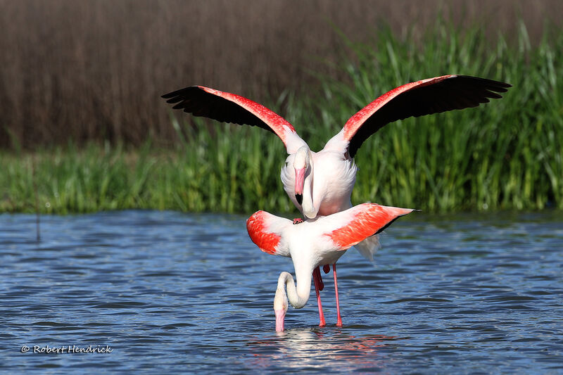 Greater Flamingo