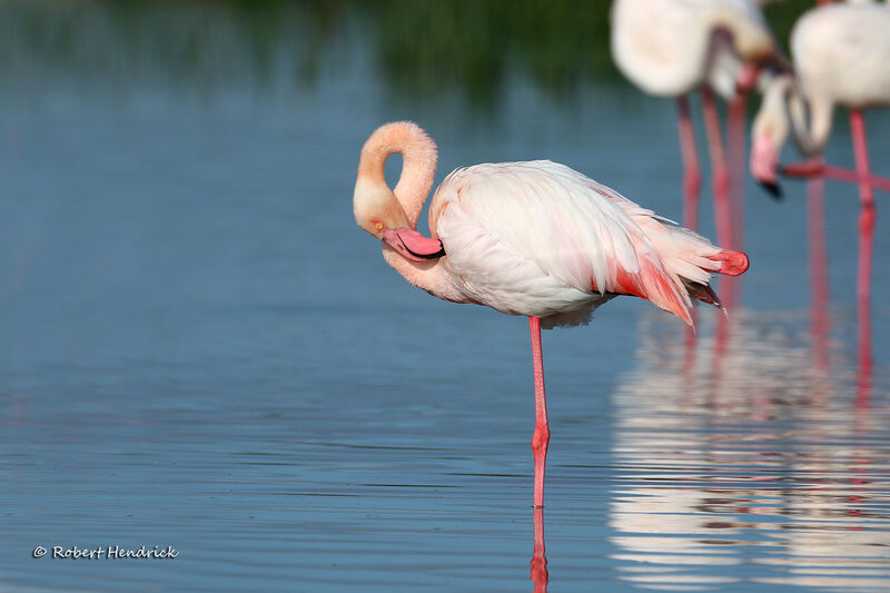 Greater Flamingo