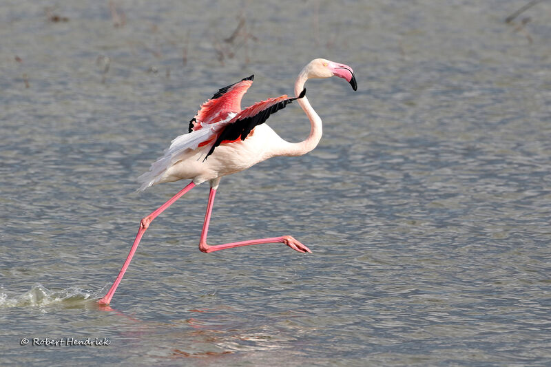 Greater Flamingo