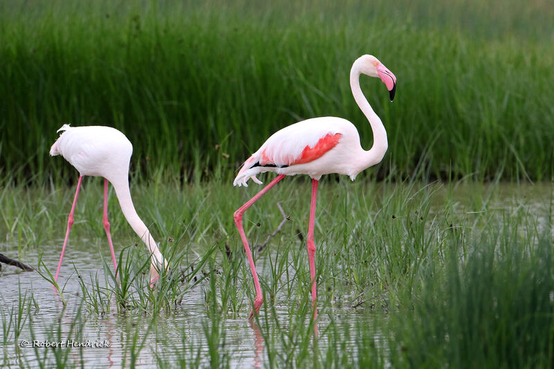 Greater Flamingo