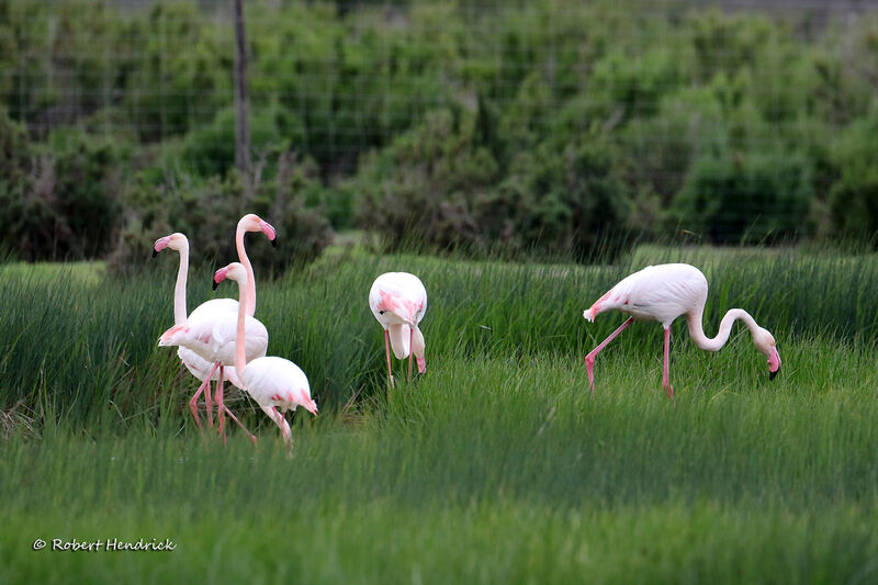 Greater Flamingo