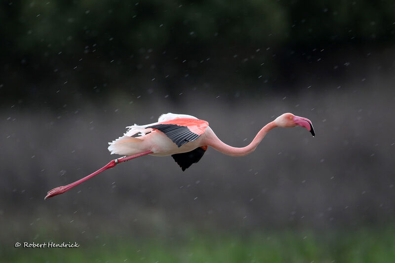 Greater Flamingo