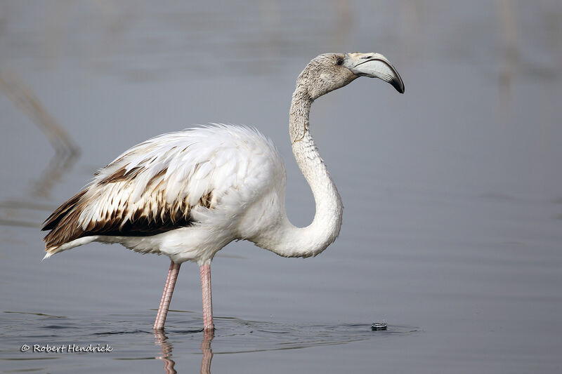 Greater Flamingo