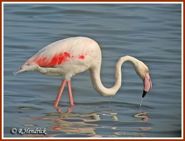 Flamant rose