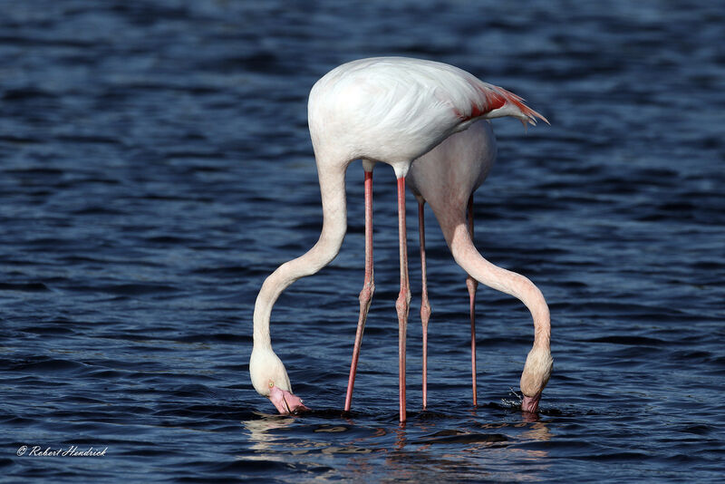 Greater Flamingo