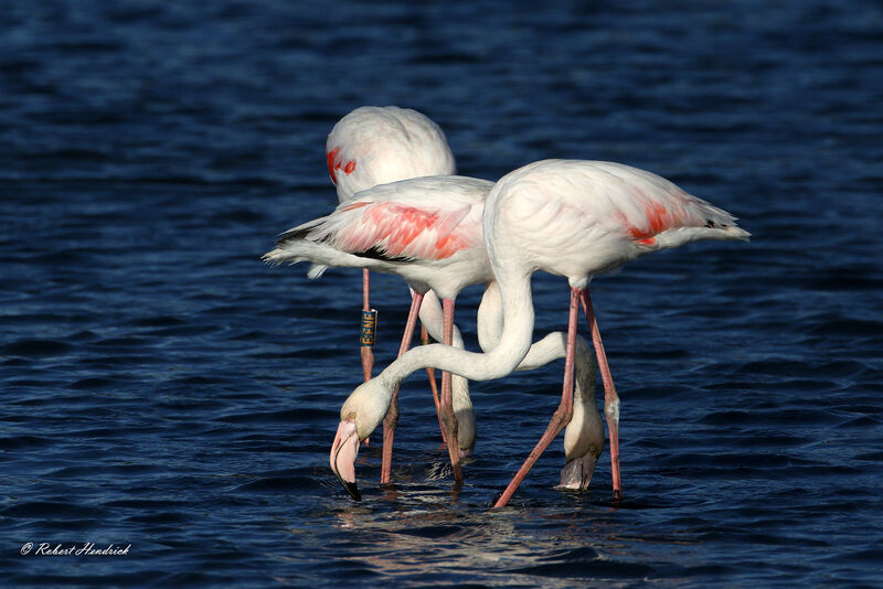 Greater Flamingo