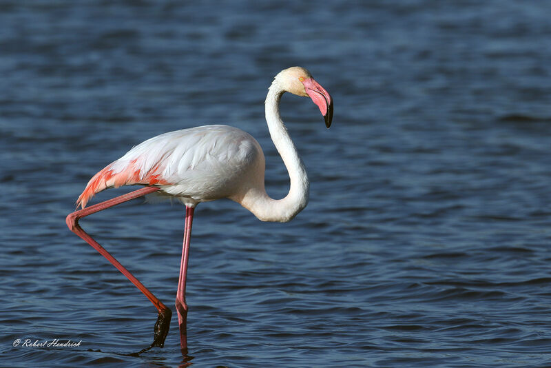 Flamant rose