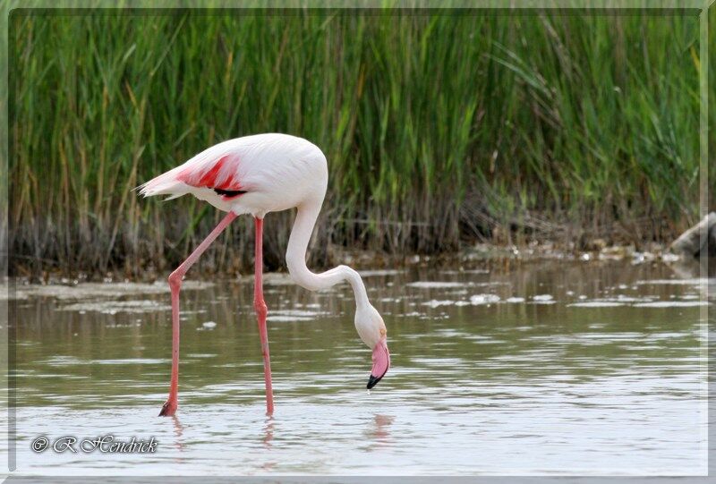 Flamant rose