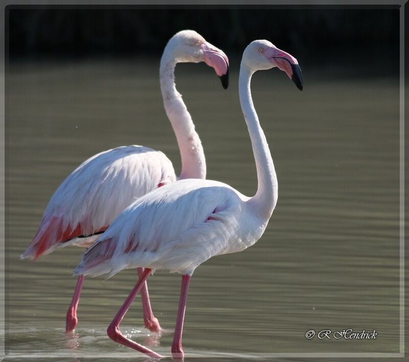 Flamant rose