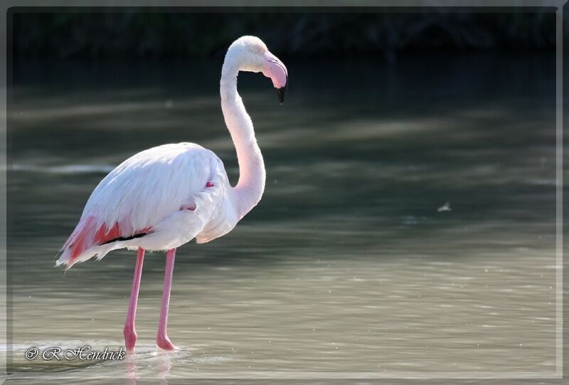 Flamant rose