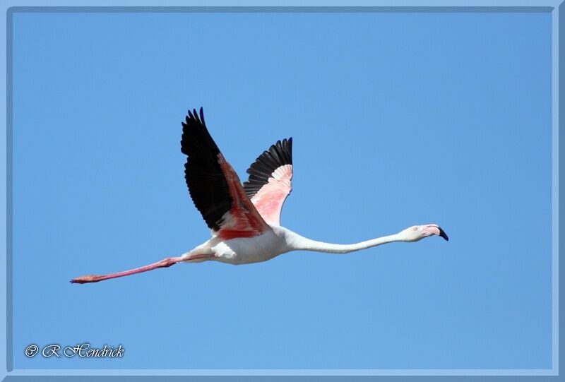 Greater Flamingo