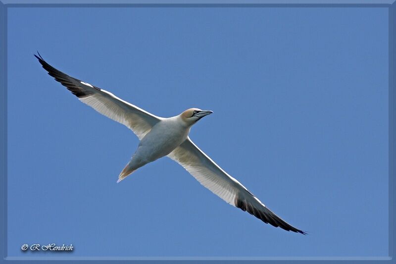 Northern Gannet