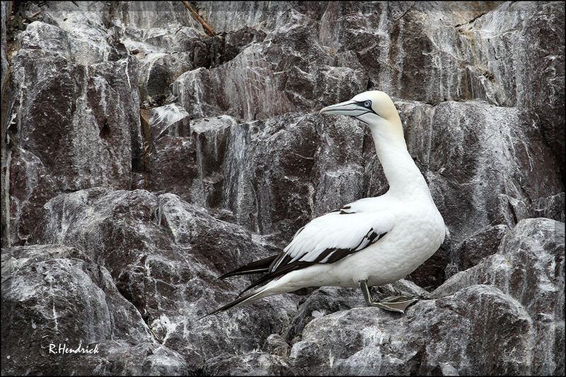 Northern Gannet