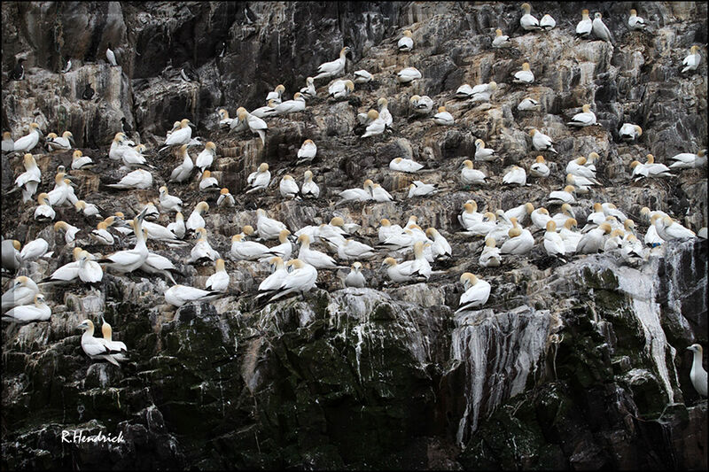 Northern Gannet