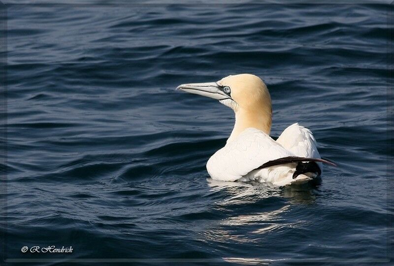 Northern Gannet