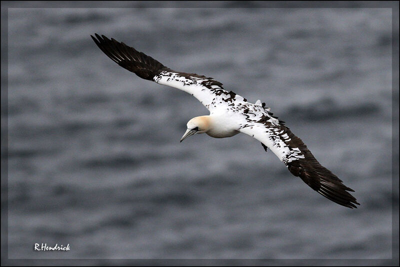 Northern Gannet