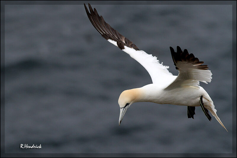 Northern Gannet