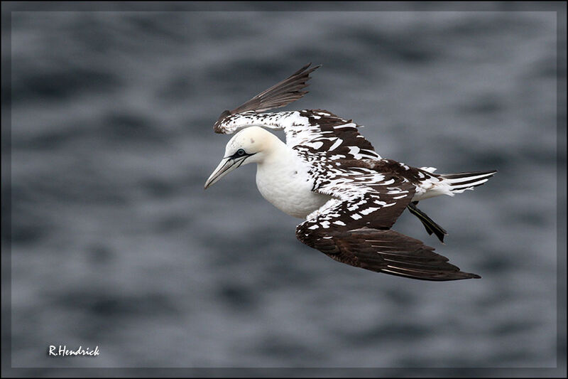 Northern Gannet