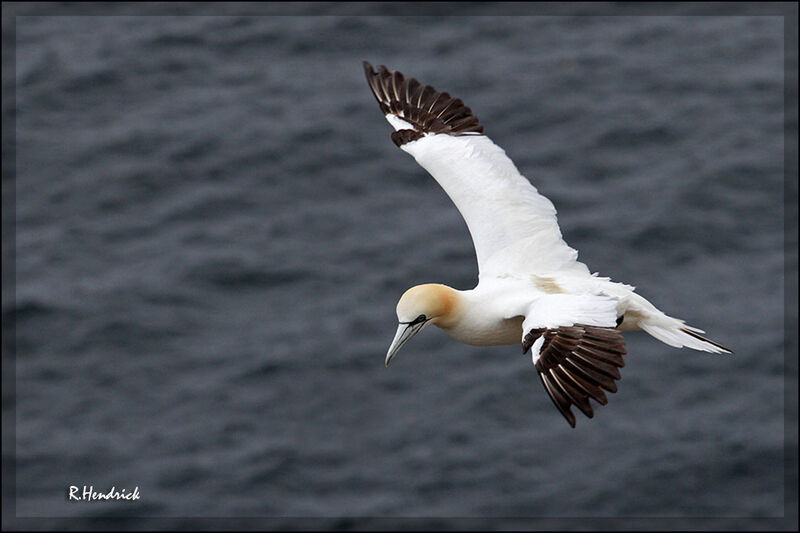 Northern Gannet