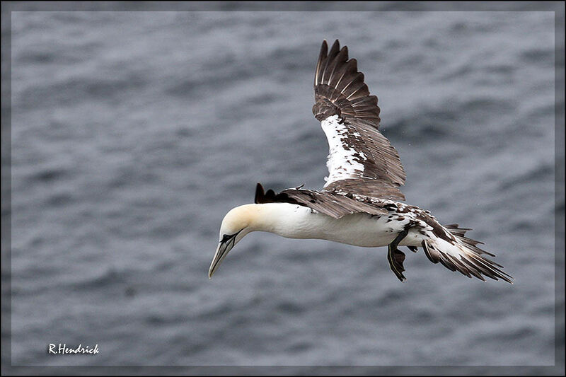 Northern Gannet