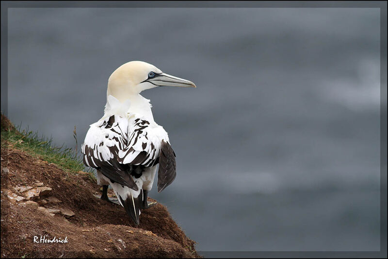 Northern Gannet