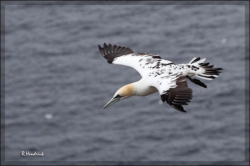 Northern Gannet