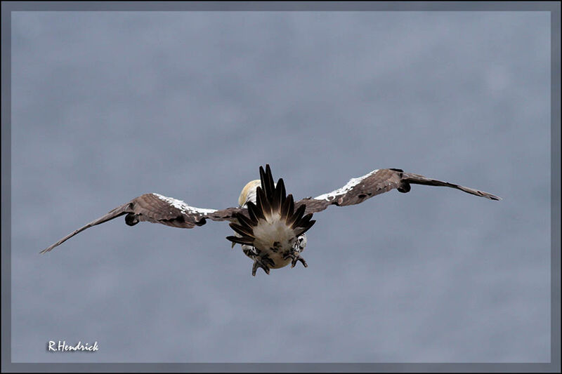 Northern Gannet