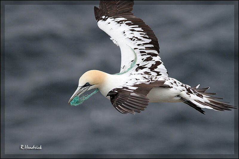 Northern Gannet