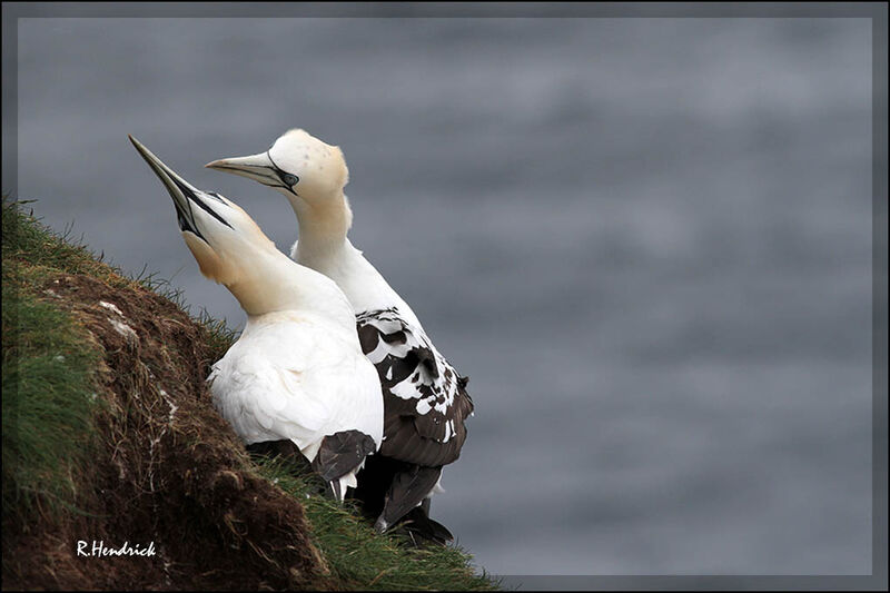 Northern Gannet