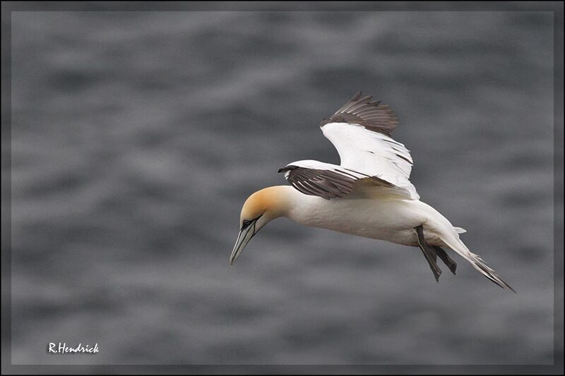 Northern Gannet