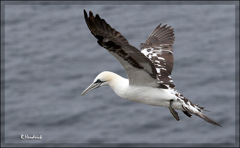 Northern Gannet