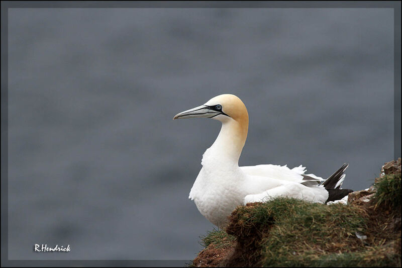 Northern Gannet