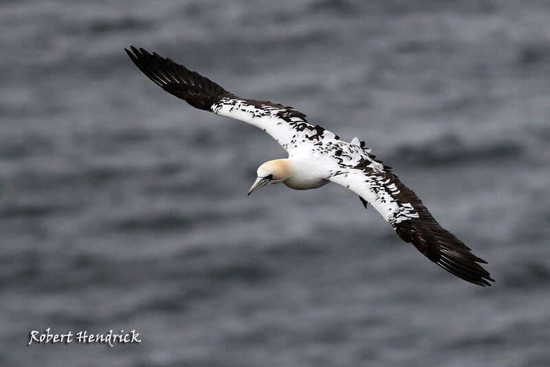 Northern Gannet