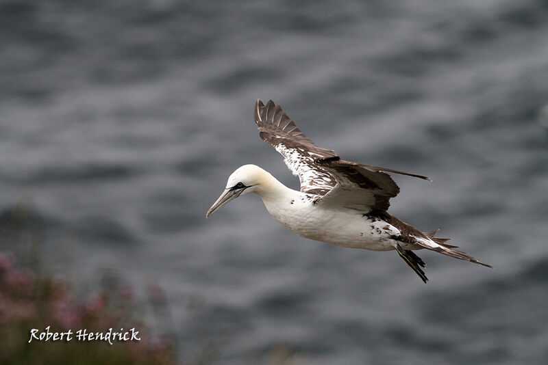 Northern Gannet